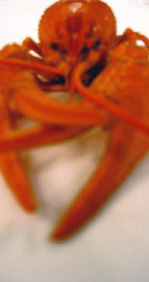 Flusskrebs