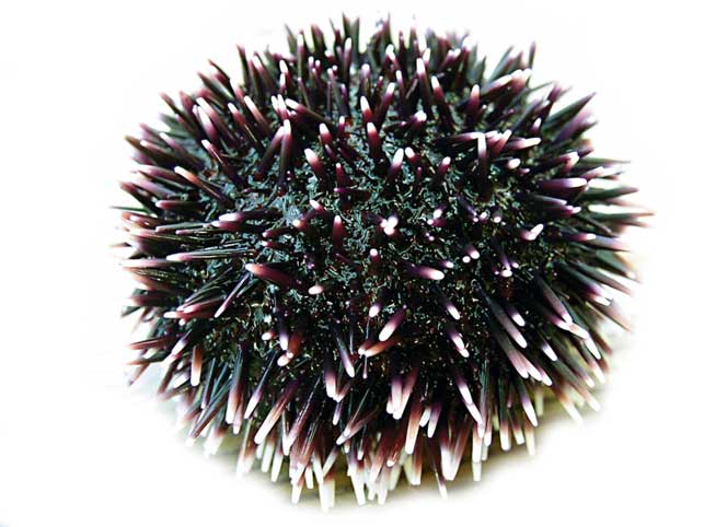 Seeigel 
