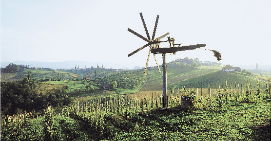 saftig grüne weinberge 