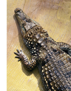 Krokodil
