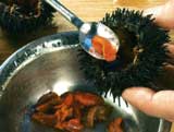 die Delikatesse Seeigel wird zum Verzehr vorbereitet 