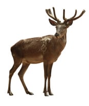  Oberschale vom Neuseeland Hirsch