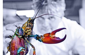 Ein Sternekoch mit einem Hummer in der Hand 