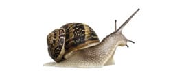 Weinbergschnecke