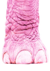 Der Fuss eines rosa farbenen Dickhäuter