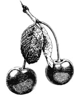 Kirschen