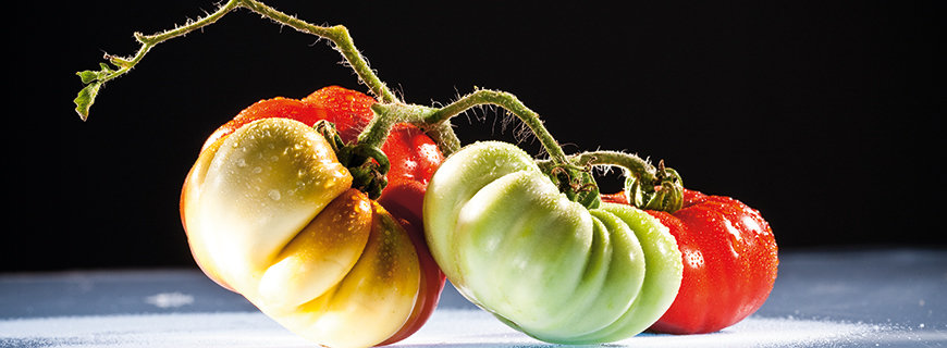 Tomatenraritäten 
