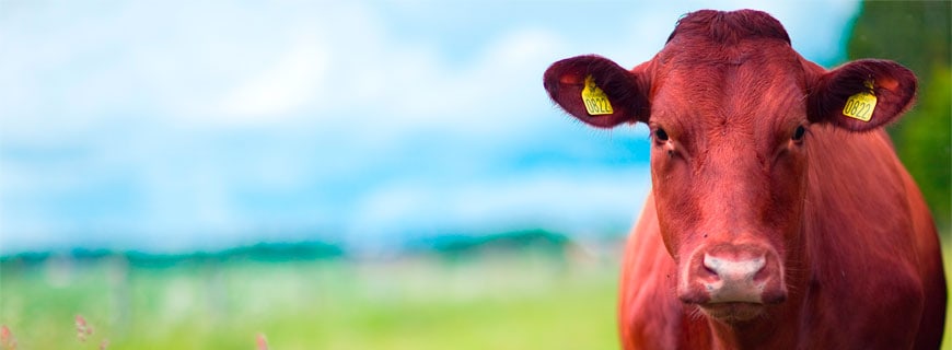 Cow-Funding in Südafrika