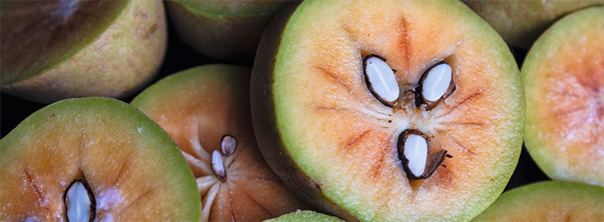 Die Sapodilla Die Sapodilla
