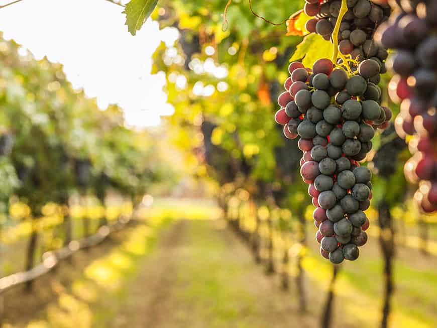 Nacktarsch ist eine Großlage im deutschen Weinbaugebiet Mosel Nacktarsch ist eine Großlage im deutschen Weinbaugebiet Mosel