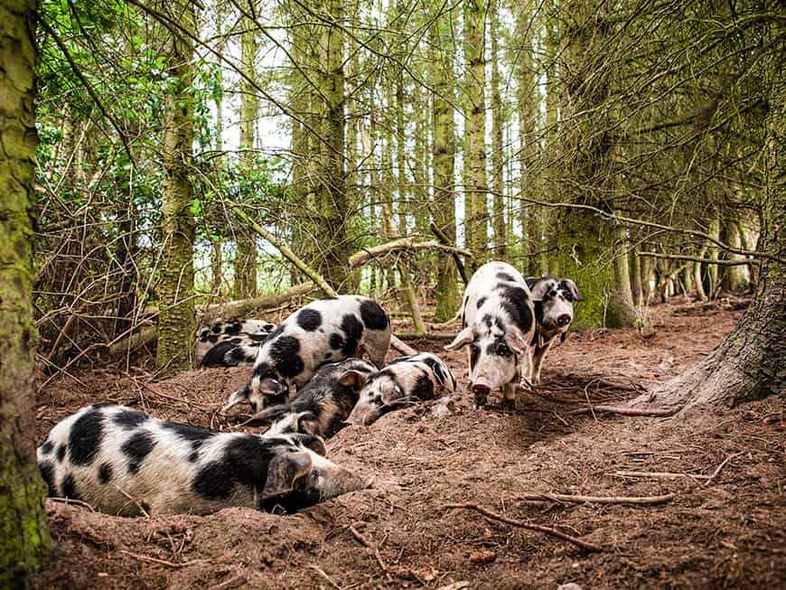 Die Schwarzbunten Dänischen Schweine Die Schwarzbunten Dänischen Schweine