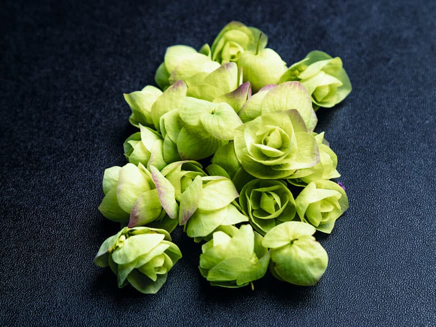 Floregano Blüten
