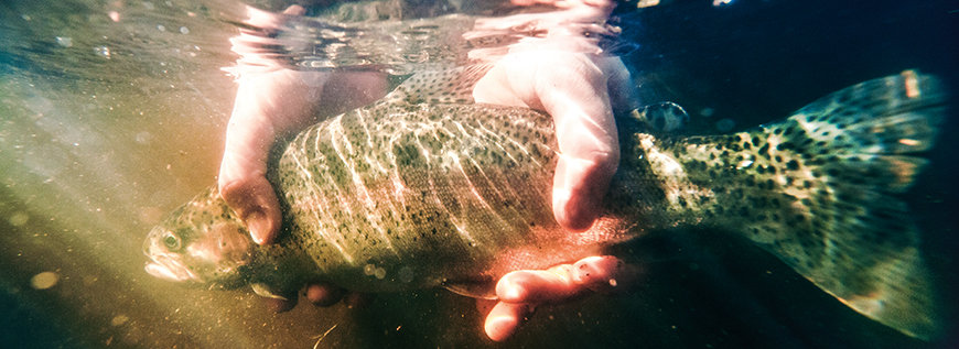 Süßwasserfisch