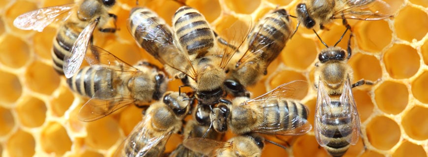 Bienen