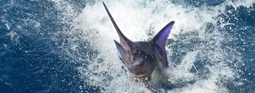 Schwertfisch
