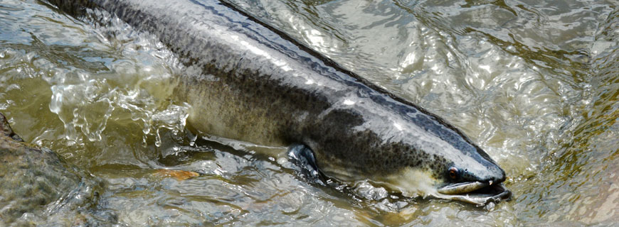 europäischer Flussaal