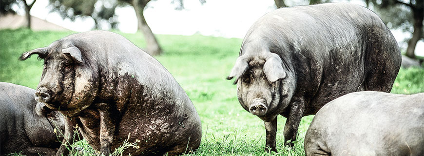 Jamón Pata Negra Ibérico Guijuelo Jamón Pata Negra Ibérico Guijuelo