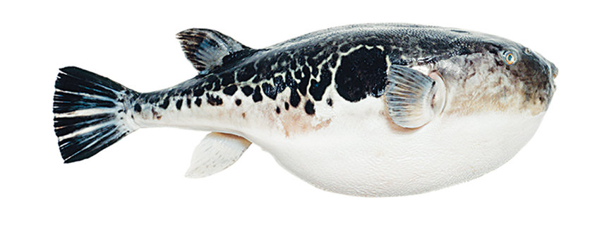 Fugu Koch ein Kugelfisch, eine gefährliche kulinarische Spezialität