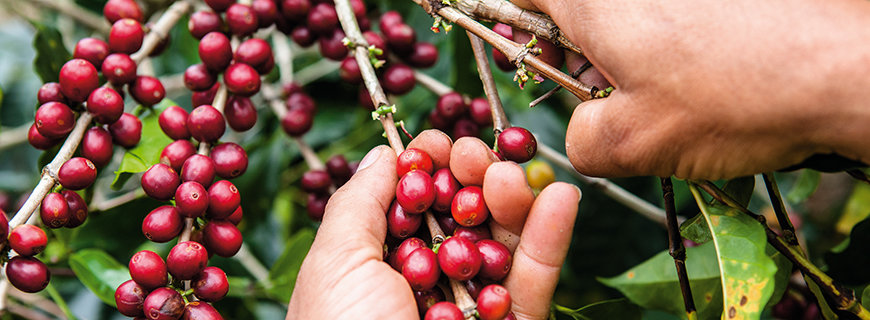 rosige Zukunft des Spitzenkaffees 