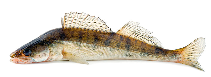 ein wohlschmeckender Zander
