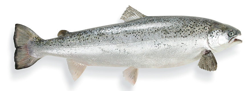 Zuchtlachs 