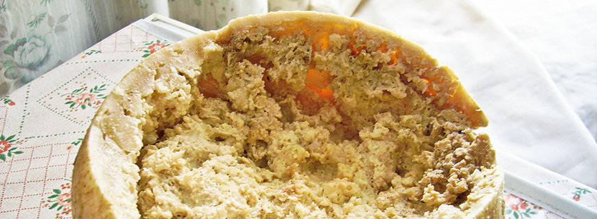 Casu Marzu