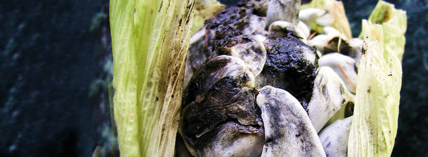 Cuitlacoche Cuitlacoche