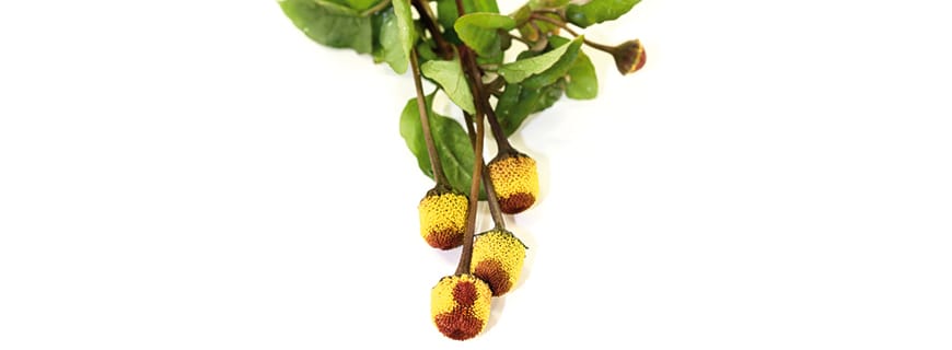 Jambú Jambú