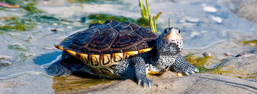 Schildkröte