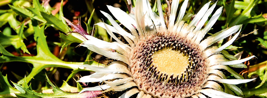 Silberdistel