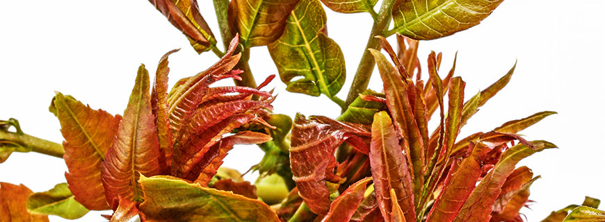 Toona sinensis