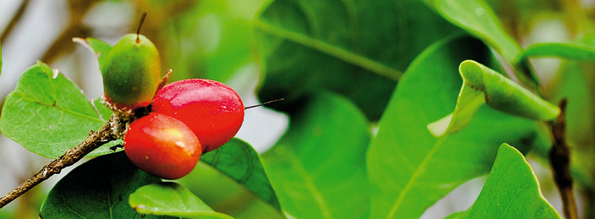 Wunderbeeren
