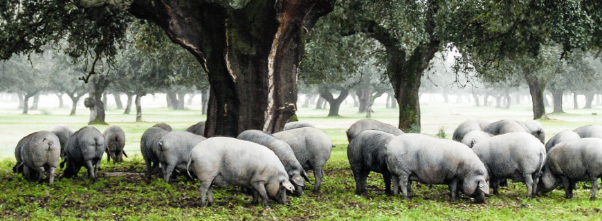 Ibérico Ibéricos nussiges Aroma