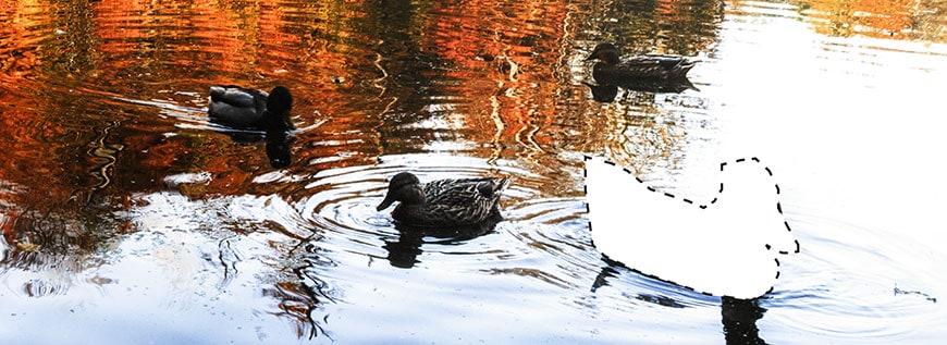 Enten im See