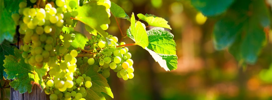 wine-4