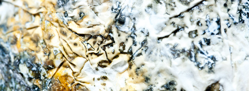  Jersey Blue Käse