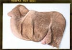 Pansen
