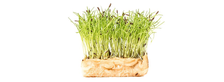 Jeere Cress