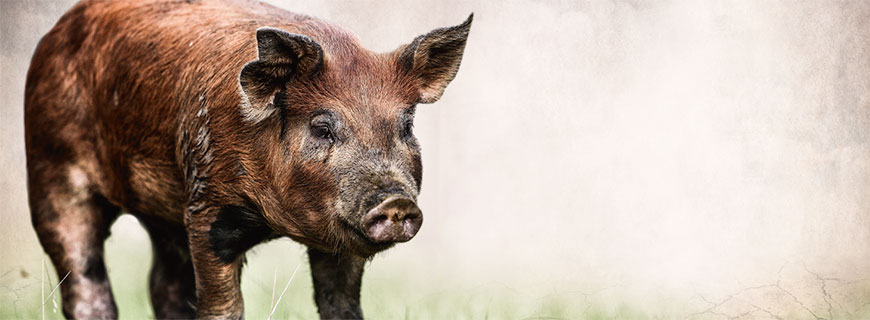 Duroc Schwein