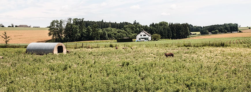 Duroc Schweine Farm