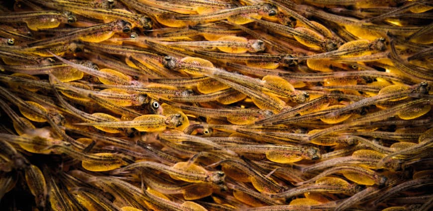 Cerny_fische