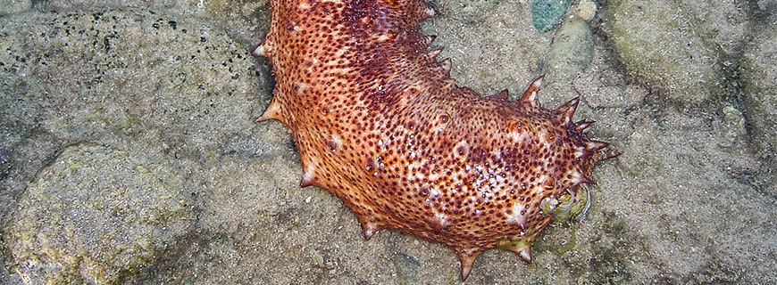 Königsseegurke oder auch katalanische Seegurke