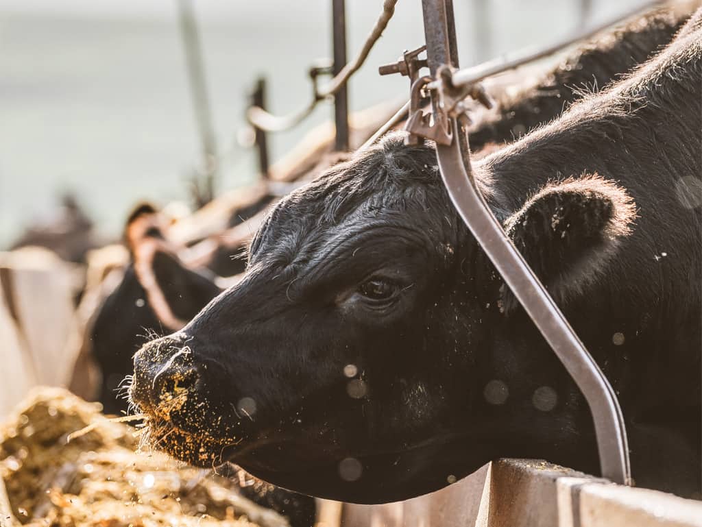 Die spezielle Ernährung in Feedlots sorgt für eine Marmorierung des Fleisches, die zur besonderen Zartheit und zum vollen Geschmack beiträgt. Die spezielle Ernährung in Feedlots sorgt für eine Marmorierung des Fleisches, die zur besonderen Zartheit und zum vollen Geschmack beiträgt.