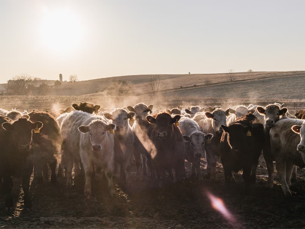 Auf den unendlichen Steppen und Weiden im US-Bundesstaat Nebraska leben die Rinderherden in für europäische Verhältnisse unvorstellbarer Freiheit. Auf den unendlichen Steppen und Weiden im US-Bundesstaat Nebraska leben die Rinderherden in für europäische Verhältnisse unvorstellbarer Freiheit.