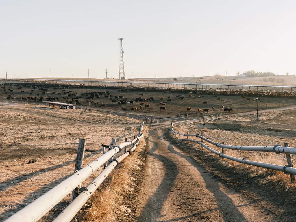 Unendliche Weiten: Die Rinder Nebraskas bekommen neben der Getreidefütterung viel Auslauf. Unendliche Weiten: Die Rinder Nebraskas bekommen neben der Getreidefütterung viel Auslauf.