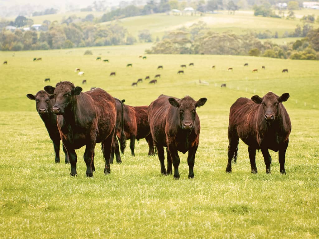 Im Grünen: Die irischen Black-Angus-Rinder von John Stone futtern sich durch die Idylle. Im Grünen: Die irischen Black-Angus-Rinder von John Stone futtern sich durch die Idylle.