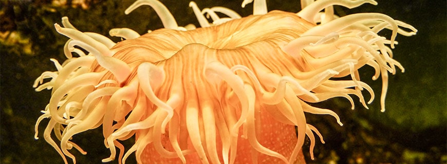 Seeanemone