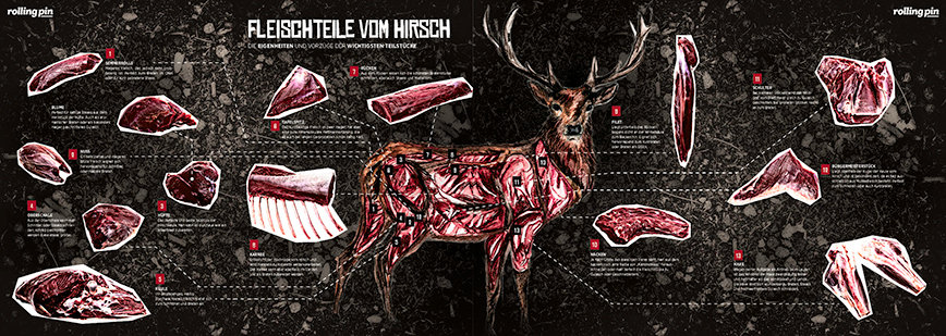 Anatomiebeschreibung eines Hrsches