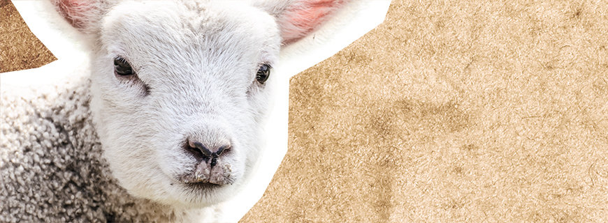 babynahrung-02-header