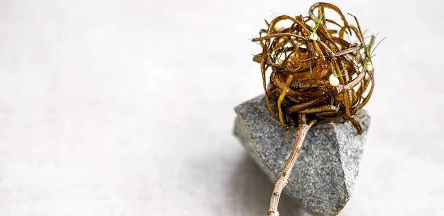 chiang-04-slider